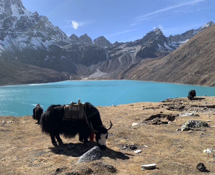 lac sacré de Gokyo avec un Dzo un male hybride entre un yak et une vache
