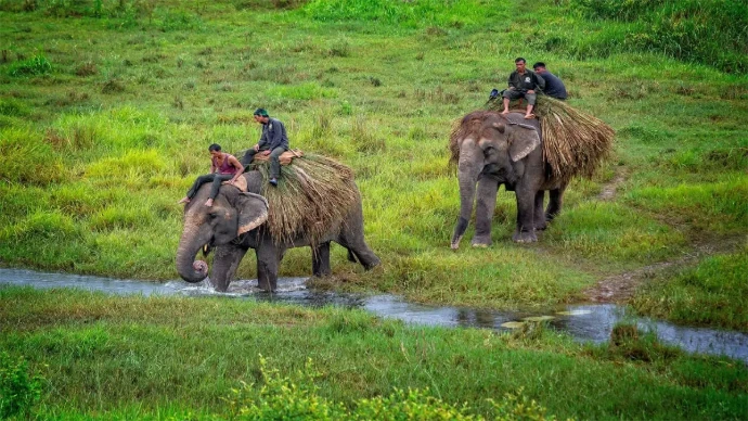 Les éléphants au Parc national de Chitwan