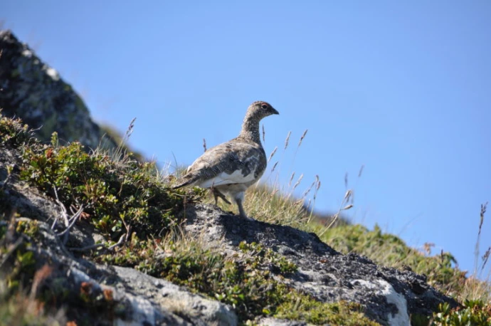 Lagoped en massif des écrins