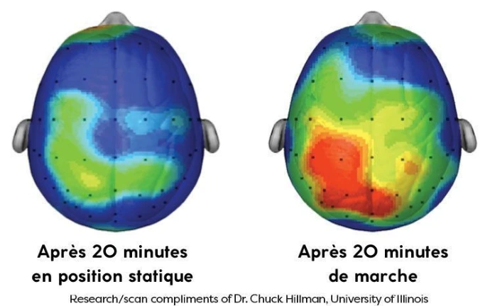 Mécanismes physiologiques : du muscle au cerveau