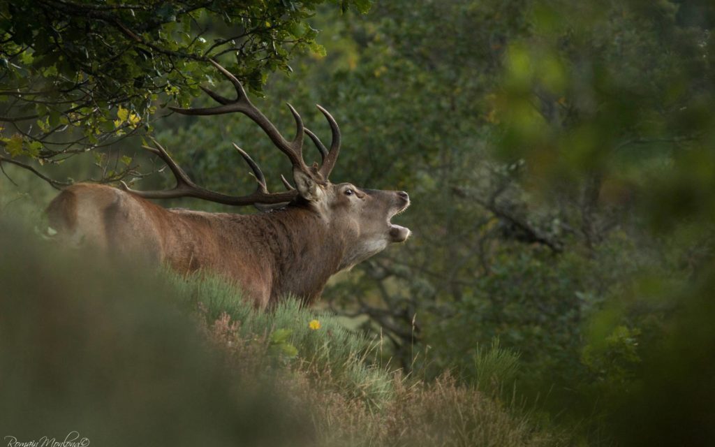  Le brame du cerf : Une expérience immersive pour réinventer le collectif.